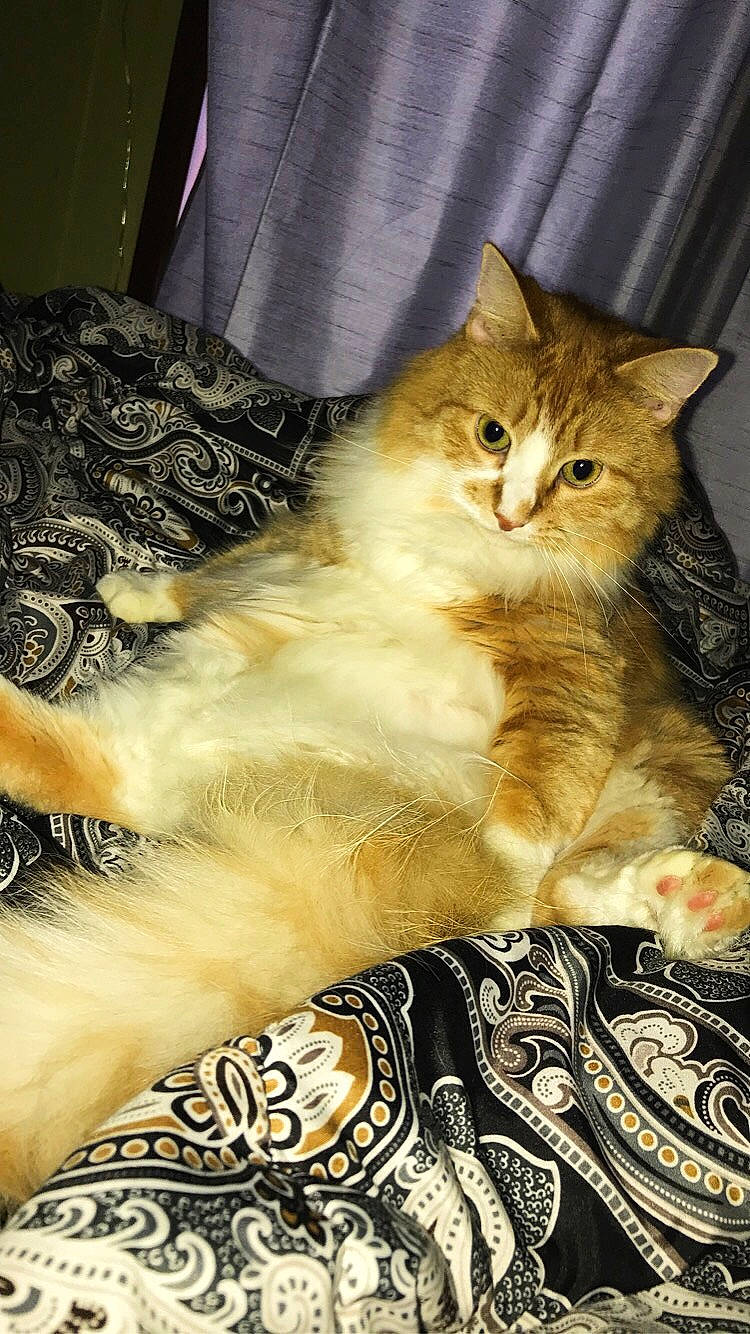 Marcus is registered to the contest to win money with this photo: american_bobtail, asian, asian_semi_longhair, british_semi_longhair, carnivore, cat, cymric, domestic_long_haired_cat, european_shorthair, felidae, fur, kitten, maine_coon, mammal, norwegian_forest_cat, siberian, small_to_medium_sized_cats, tabby_cat, vertebrate, whiskers