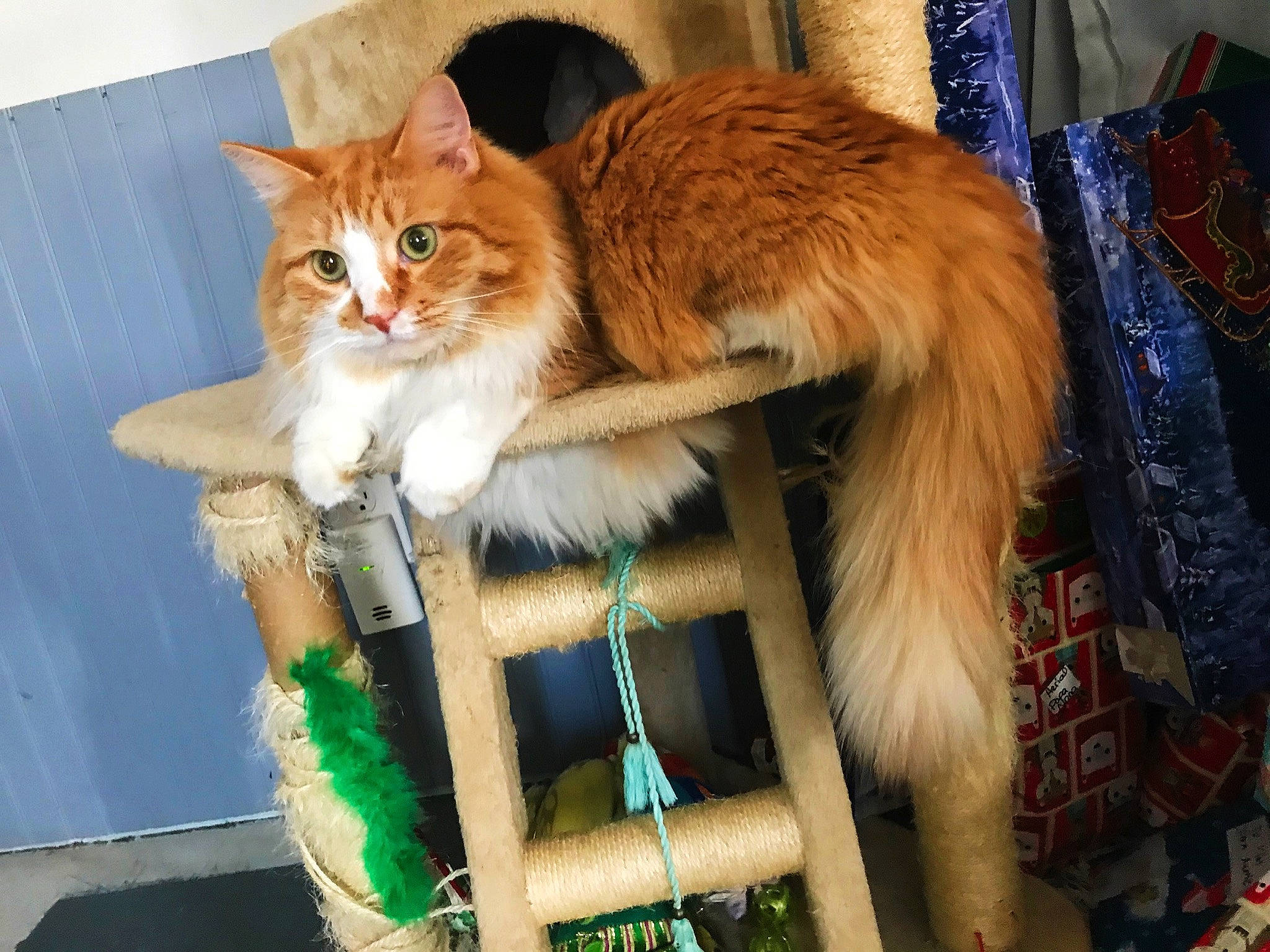 Marcus is registered to the contest to win money with this photo: carnivore, cat, domestic_long_haired_cat, domestic_short_haired_cat, european_shorthair, fawn, felidae, fur, kitten, maine_coon, mammal, norwegian_forest_cat, ragamuffin, small_to_medium_sized_cats, somali, tabby_cat, tail, whiskers