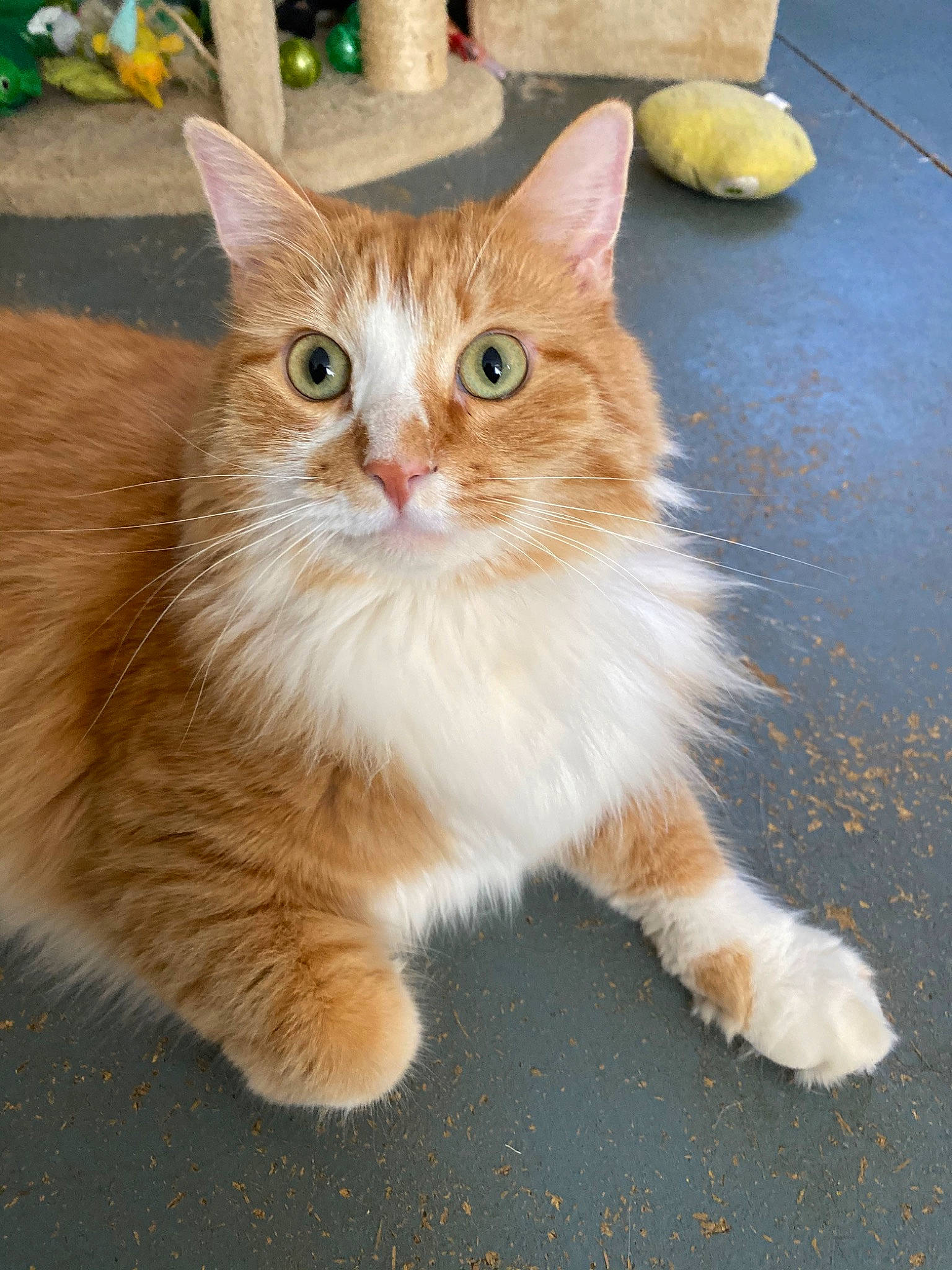 Marcus joined the competition — help win amazing prizes! aegean_cat, asian_semi_longhair, british_semi_longhair, carnivore, cat, cymric, domestic_long_haired_cat, domestic_short_haired_cat, fawn, felidae, kitten, maine_coon, mammal, norwegian_forest_cat, ragamuffin, small_to_medium_sized_cats, tabby_cat, tail, vertebrate, whiskers