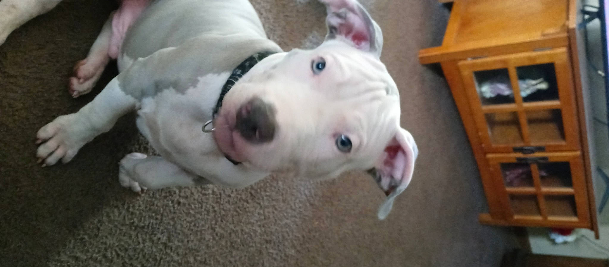 Baby Boy Blue joined the competition — help win amazing prizes! canidae, carnivore, collar, companion_dog, dog, dog_breed, dog_supply, fawn, furniture, hardwood, non_sporting_group, pet_supply, snout, sporting_group, terrestrial_animal, wood, working_animal