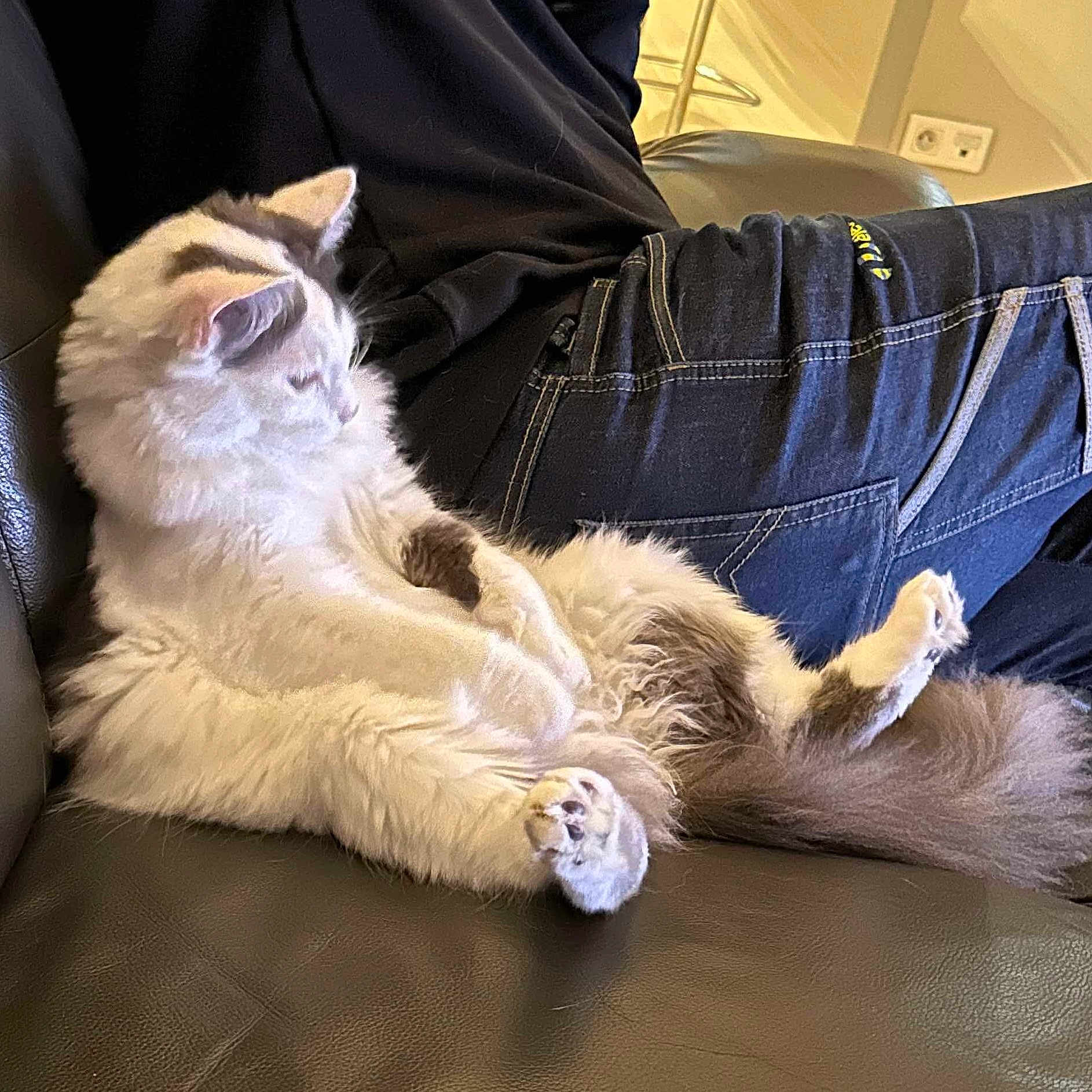 Loki participe au concours pour gagner de l'argent avec cette photo : angora, animal, cat, chaise, clothing, couch, document, furniture, jeans, kitten, pants, person, pet, receipt, sleeping, text