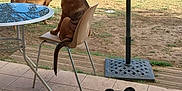 Achille participe au concours pour gagner de l'argent avec cette photo : animal, backyard, black_dog, brown_dog, canine, chair, daytime, dog, dogs, fence, grass, nature, outdoor, patio, pet, relaxing, sunlight, table, tile_floor, umbrella