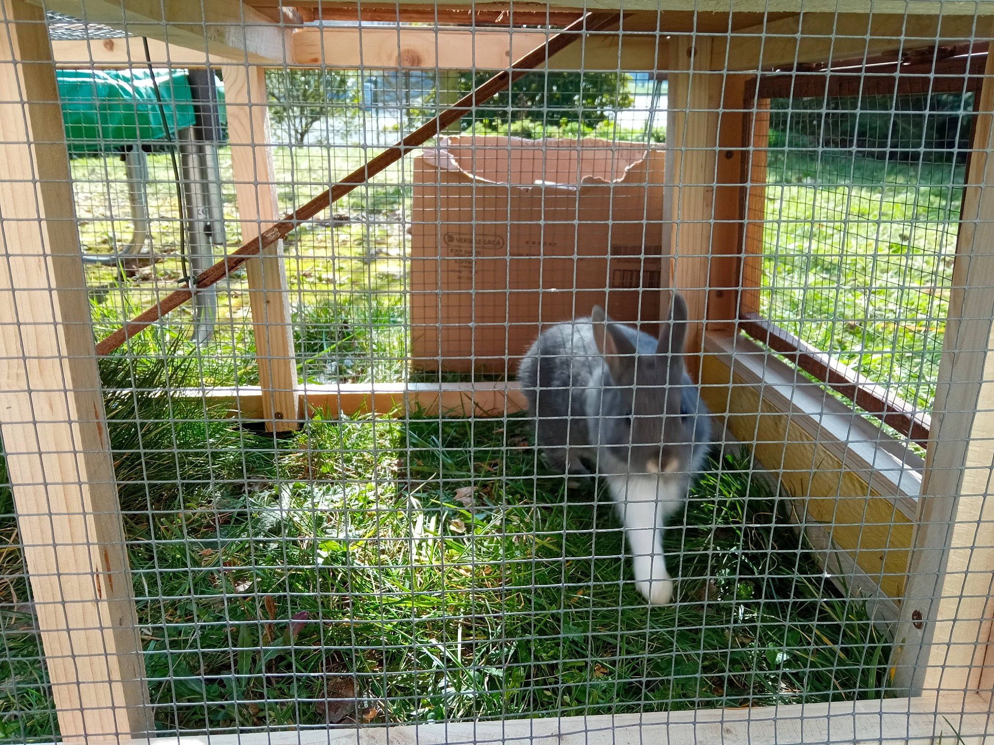 Emile participe au concours pour gagner de l'argent avec cette photo : animal_shelter, cage, chain_link_fencing, composite_material, fawn, fence, goat, grass, home_fencing, mammal, mesh, metal, net, pet_supply, plant, recreation, service, tail, terrestrial_animal, wire_fencing