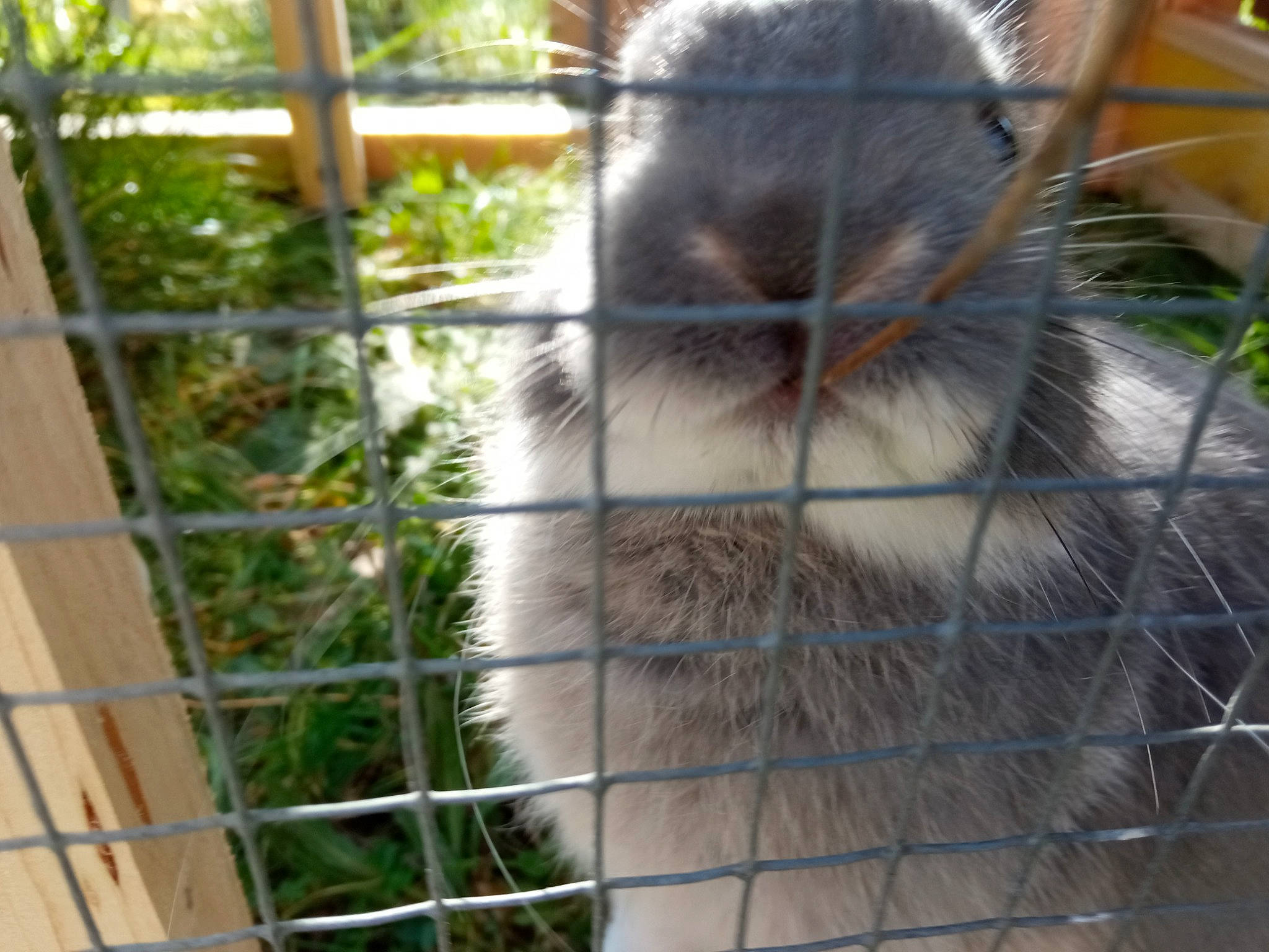 Emile a rejoint le concours — aidez-le/la à gagner de superbes lots ! animal_shelter, cage, chain_link_fencing, event, fawn, felidae, fence, fur, grass, mesh, pet_supply, plant, primate, rabbits_and_hares, rodent, service, snout, terrestrial_animal, whiskers, wire_fencing