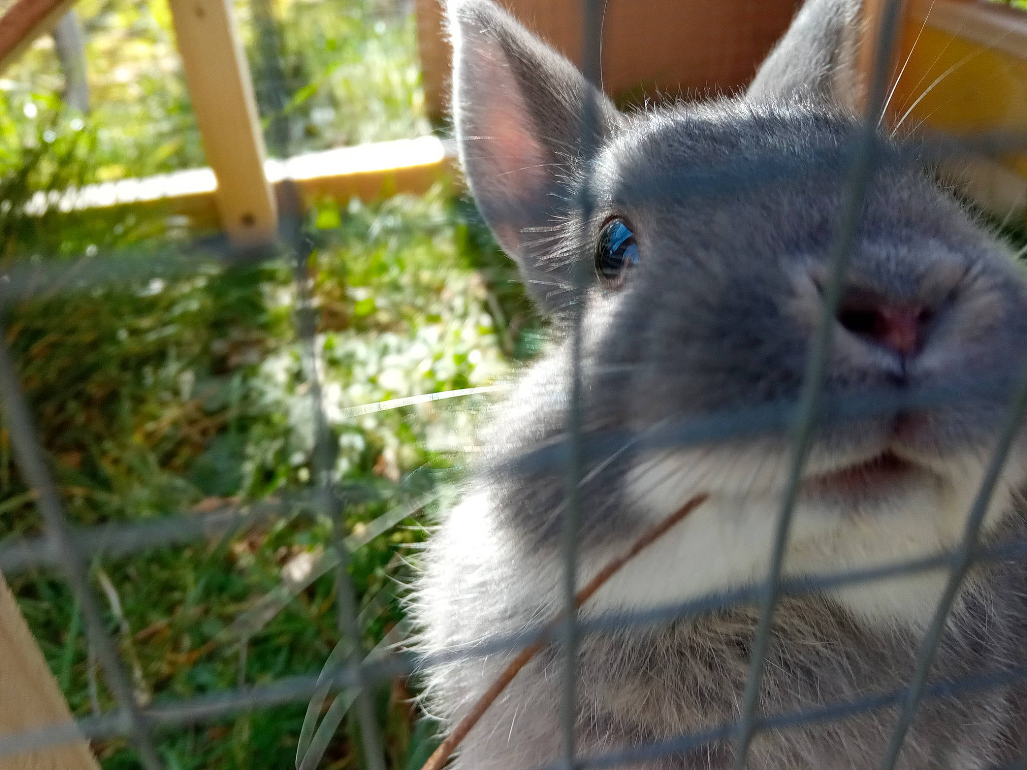 Emile participe au concours pour gagner de l'argent avec cette photo : domestic_rabbit, ear, event, eye, fawn, fur, grass, groundcover, marsupial, mesh, natural_material, plant, rabbit, rabbits_and_hares, rodent, snout, terrestrial_animal, whiskers, wildlife