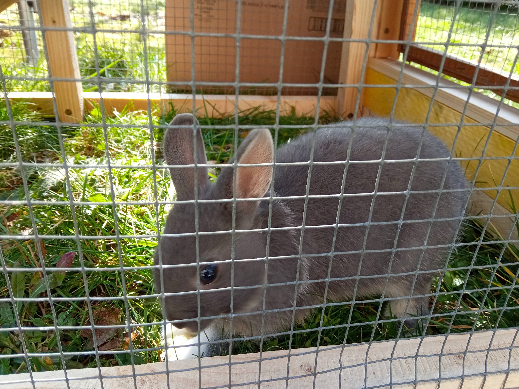 Emile participe au concours pour gagner de l'argent avec cette photo : audubons_cottontail, domestic_rabbit, fawn, fence, grass, hare, mammal, mesh, mountain_cottontail, pet_supply, plant, rabbit, rabbits_and_hares, service, snout, terrestrial_animal, vertebrate, whiskers, wire_fencing, wood_rabbit