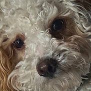 Bebe joined the competition — help win amazing prizes! dog, curly_hair, close_up, pet, animal, fur, face, nose, eye, collar, portrait, mammal, cute, domestic_animal, whiskers, canine, furry, looking, indoor, soft_lighting