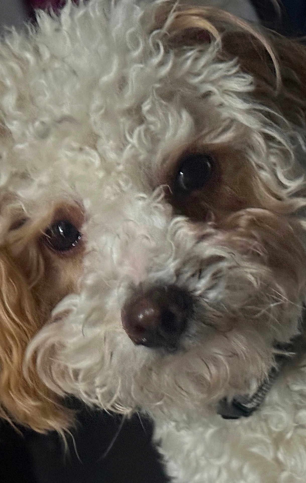 Bebe joined the competition — help win amazing prizes! dog, curly_hair, close_up, pet, animal, fur, face, nose, eye, collar, portrait, mammal, cute, domestic_animal, whiskers, canine, furry, looking, indoor, soft_lighting