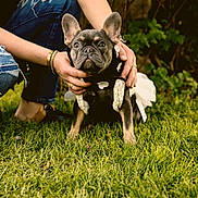 Brexie joined the competition — help win amazing prizes! animal, black_clothing, bracelet, canine, casual_clothing, cute, dog, french_bulldog, grass, greenery, hands, jeans, nature, outdoor, person, pet, portrait, ripped_jeans, sitting, watch