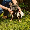 animal, black_clothing, bracelet, canine, casual_clothing, cute, dog, french_bulldog, grass, greenery, hands, jeans, nature, outdoor, person, pet, portrait, ripped_jeans, sitting, watch