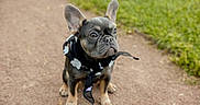 Brexie joined the competition — help win amazing prizes! adorable, animal, black_scarf, canine, cute, dog, ears, french_bulldog, friendly, fur, grass, outdoor, path, pet, portrait, puppy, scarf, sitting, white_flowers, young_dog
