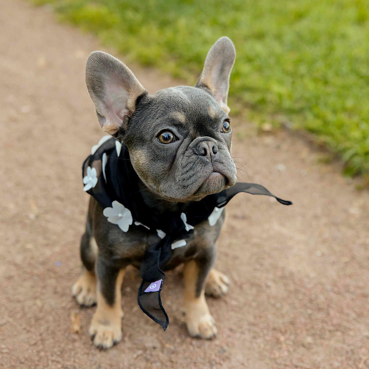 Brexie joined the competition — help win amazing prizes! adorable, animal, black_scarf, canine, cute, dog, ears, french_bulldog, friendly, fur, grass, outdoor, path, pet, portrait, puppy, scarf, sitting, white_flowers, young_dog