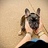 Brexie is registered to the contest to win money with this photo: adorable, animal, black, bracelets, brown, concrete, cute, dog, ears, expression, face, french_bulldog, hands, outdoor, person, pet, puppy, short_hair, small_dog, watch