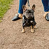 Brexie is registered to the contest to win money with this photo: animal, bandana, black_loafers, blue_jeans, canine, cute, dirt, dog, french_bulldog, fur_lining, grass, leash, nature, outdoor, path, person, pet, small_dog, standing, walking