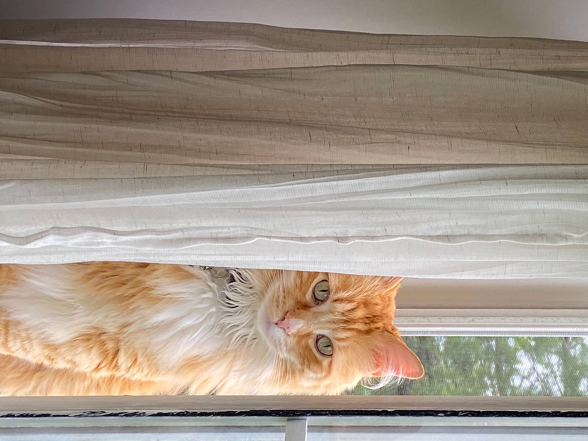 Puss is registered to the contest to win money with this photo: carnivore, cat, ceiling, domestic_short_haired_cat, fawn, felidae, flooring, fur, hardwood, peach, plywood, rectangle, small_to_medium_sized_cats, snout, tail, tints_and_shades, whiskers, window, wood, wood_stain