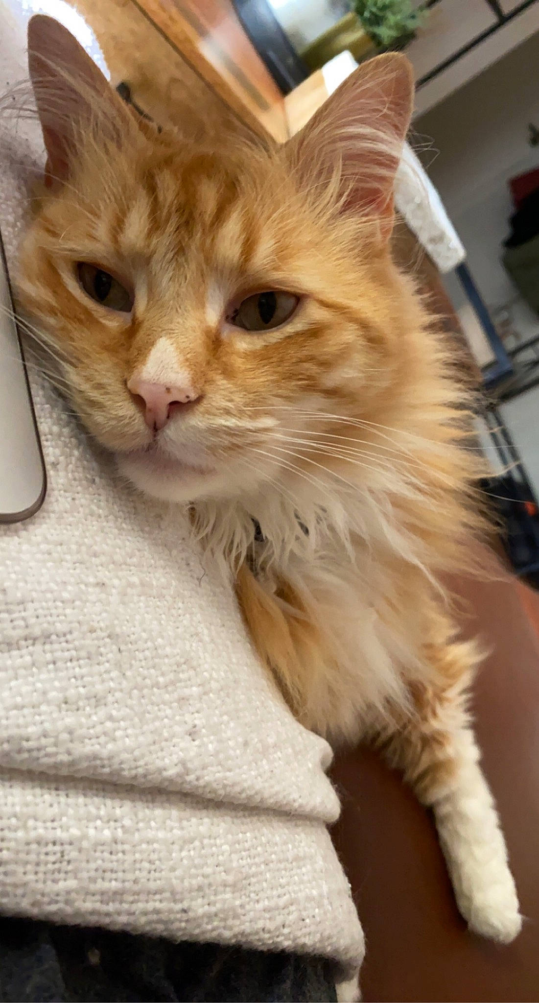 Puss joined the competition — help win amazing prizes! box, cardboard, carnivore, cat, claw, comfort, domestic_short_haired_cat, fawn, felidae, fur, gesture, paw, small_to_medium_sized_cats, snout, tail, whiskers, window, wood