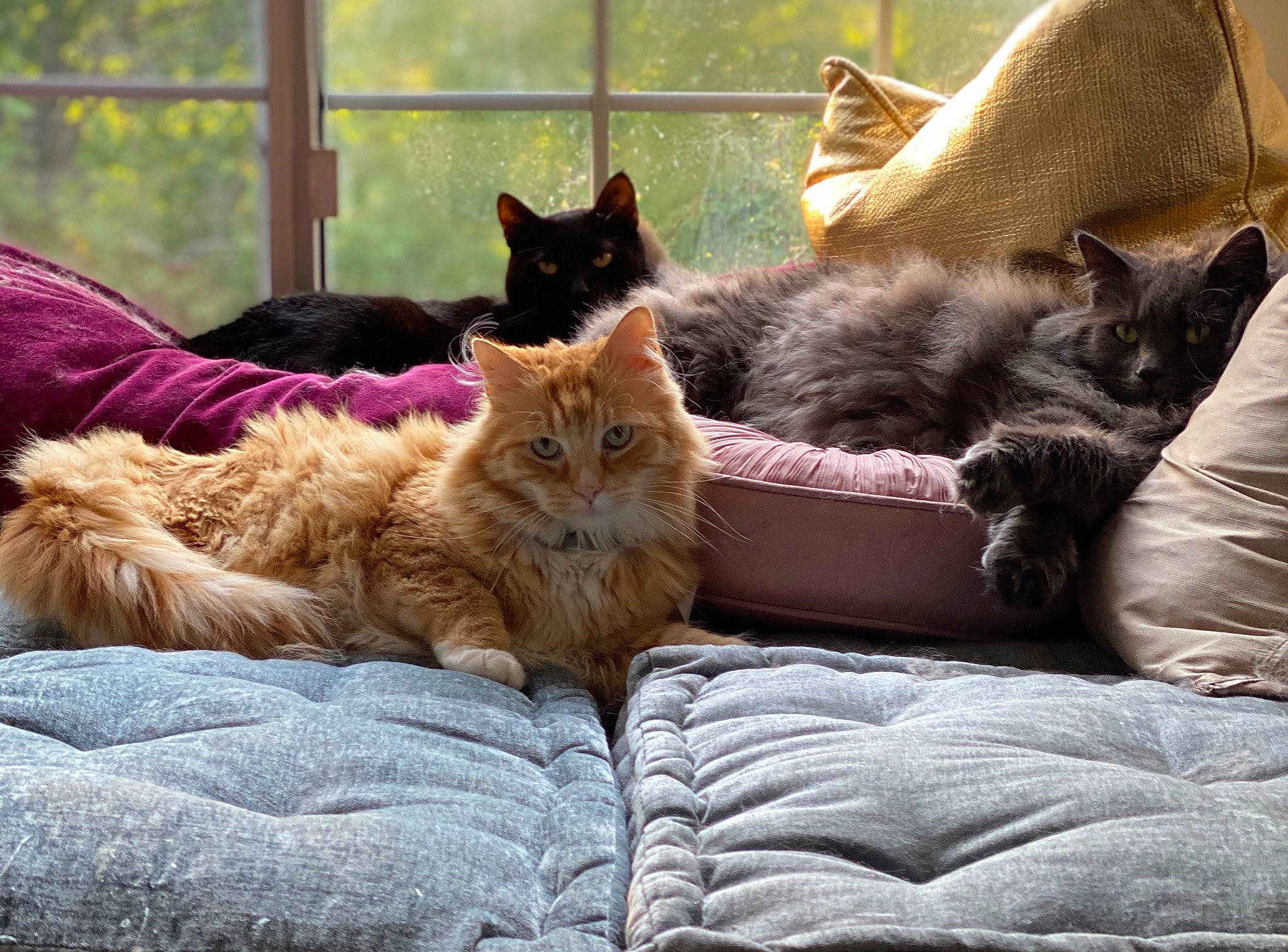 Puss is registered to the contest to win money with this photo: carnivore, cat, comfort, domestic_short_haired_cat, fawn, felidae, fur, grey, mammal, plant, sitting, small_to_medium_sized_cats, snout, tail, textile, tree, vertebrate, whiskers, window, wood