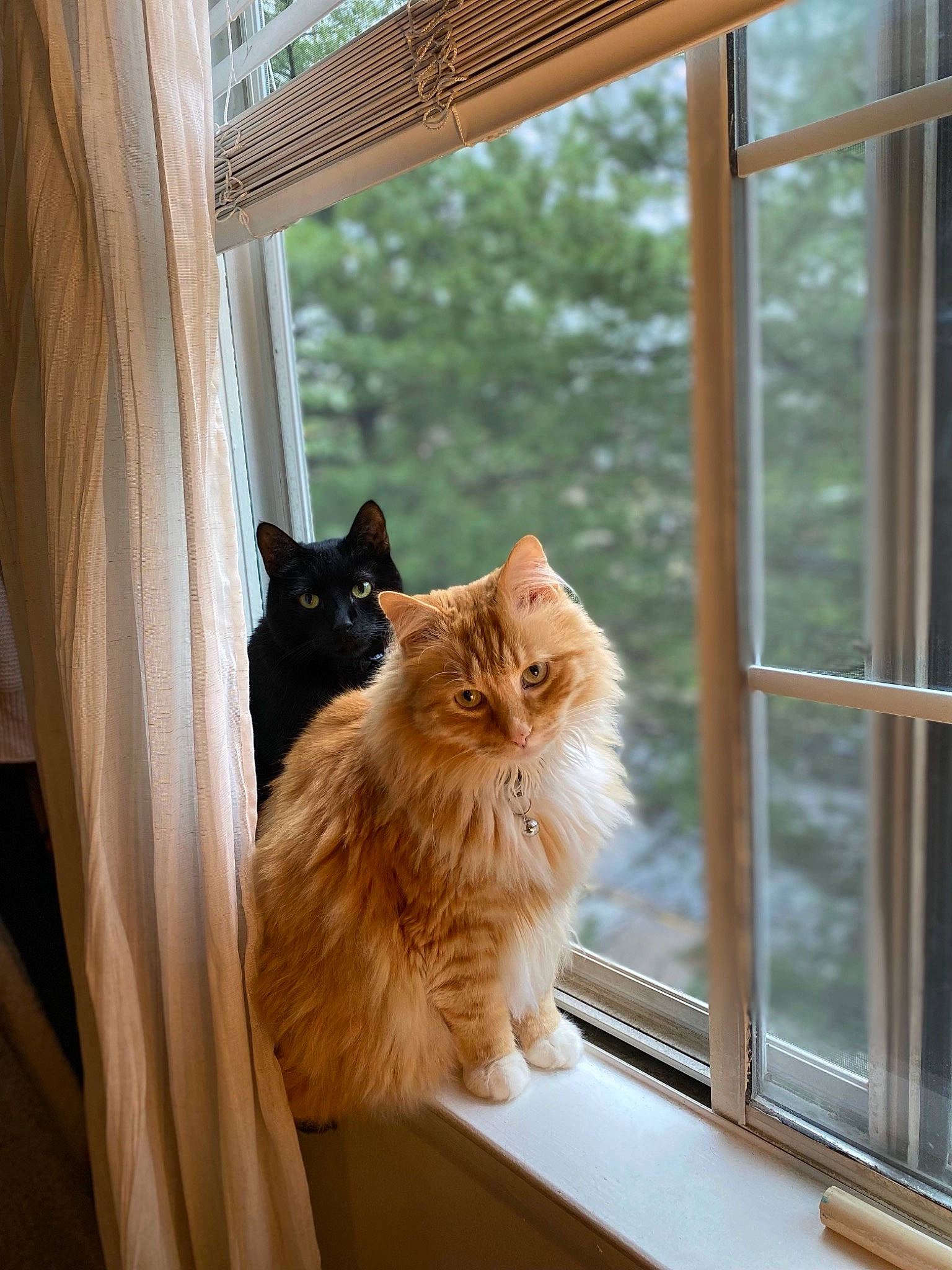 Puss joined the competition — help win amazing prizes! carnivore, cat, curtain, eye, fawn, felidae, flooring, glass, hardwood, house, plant, small_to_medium_sized_cats, snout, tail, textile, tints_and_shades, whiskers, window, wood, wood_stain