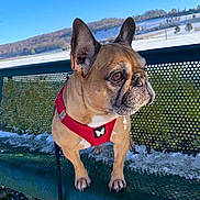 Laddy Boulard participe au concours pour gagner de l'argent avec cette photo : alert, animal, background, bench, canine, daytime, dog, ears, french_bulldog, fur, leash, nature, outdoor, park, pet, portrait, red_harness, scenic, snow, winter
