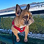 alert, animal, background, bench, canine, daytime, dog, ears, french_bulldog, fur, leash, nature, outdoor, park, pet, portrait, red_harness, scenic, snow, winter