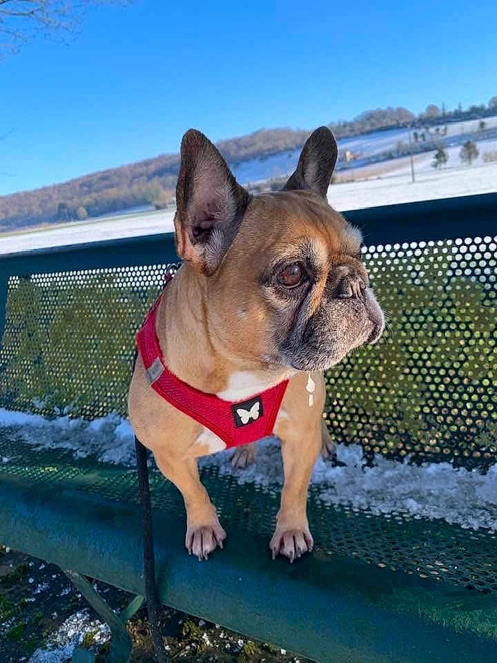 Laddy Boulard participe au concours pour gagner de l'argent avec cette photo : alert, animal, background, bench, canine, daytime, dog, ears, french_bulldog, fur, leash, nature, outdoor, park, pet, portrait, red_harness, scenic, snow, winter