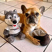 Laddy Boulard a rejoint le concours — aidez-le/la à gagner de superbes lots ! animal, black_nose, brown_dog, companion, cute, dog, ears, floor, french_bulldog, gray_toy, holding, indoor, paws, pet, plush, sitting, stuffed_animal, tile, toy, white_tshirt