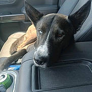 Tyrus Berg joined the competition — help win amazing prizes! dog, car_interior, heterochromia, resting, seat, armrest, canine, pet, relaxed, closeup, animal, leather_seat, vehicle, domestic_animal, portrait, side_view, companion, calm, indoor, transportation