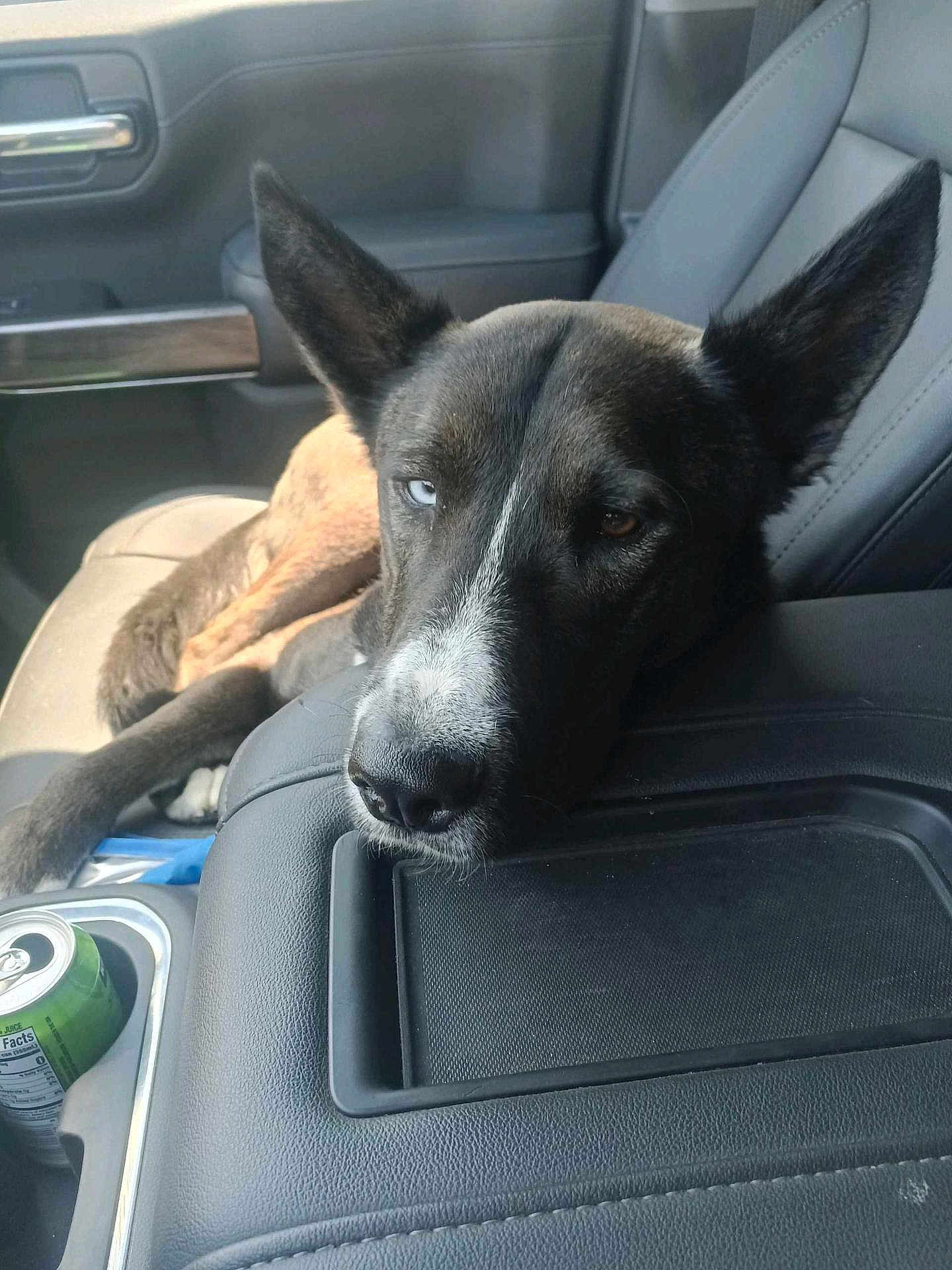 Tyrus Berg joined the competition — help win amazing prizes! dog, car_interior, heterochromia, resting, seat, armrest, canine, pet, relaxed, closeup, animal, leather_seat, vehicle, domestic_animal, portrait, side_view, companion, calm, indoor, transportation