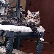 Homeboy is registered to the contest to win money with this photo: animal, cat, chair, curtain, cushion, domestic_animal, door, feline, fur, furniture, household, indoor, paw, pet, relaxed, resting, striped, tabby, whiskers, wooden_floor