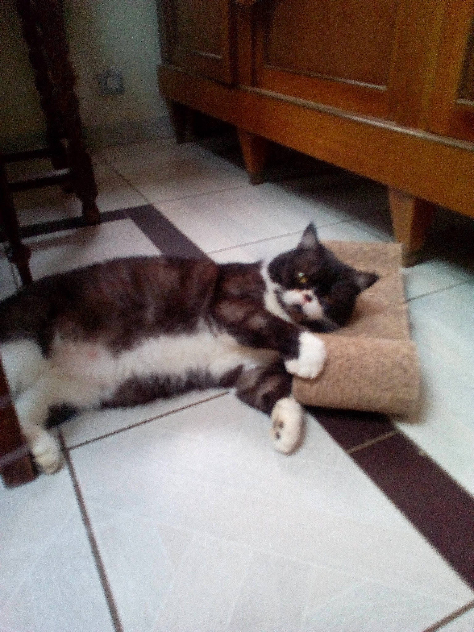 Royal participe au concours pour gagner de l'argent avec cette photo : cabinetry, carnivore, cat, comfort, domestic_short_haired_cat, felidae, floor, flooring, fur, furniture, hardwood, laminate_flooring, living_room, room, small_to_medium_sized_cats, tail, whiskers, wood, wood_flooring, wood_stain