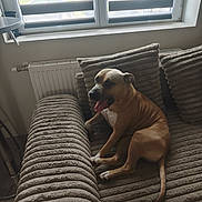 Severine Pawliszyn a rejoint le concours — aidez-le/la à gagner de superbes lots ! animal, blinds, brown, comfort, couch, daylight, dog, fur, furniture, home, indoor, paw, pet, pillows, radiator, relaxed, sofa, tail, tongue_out, window