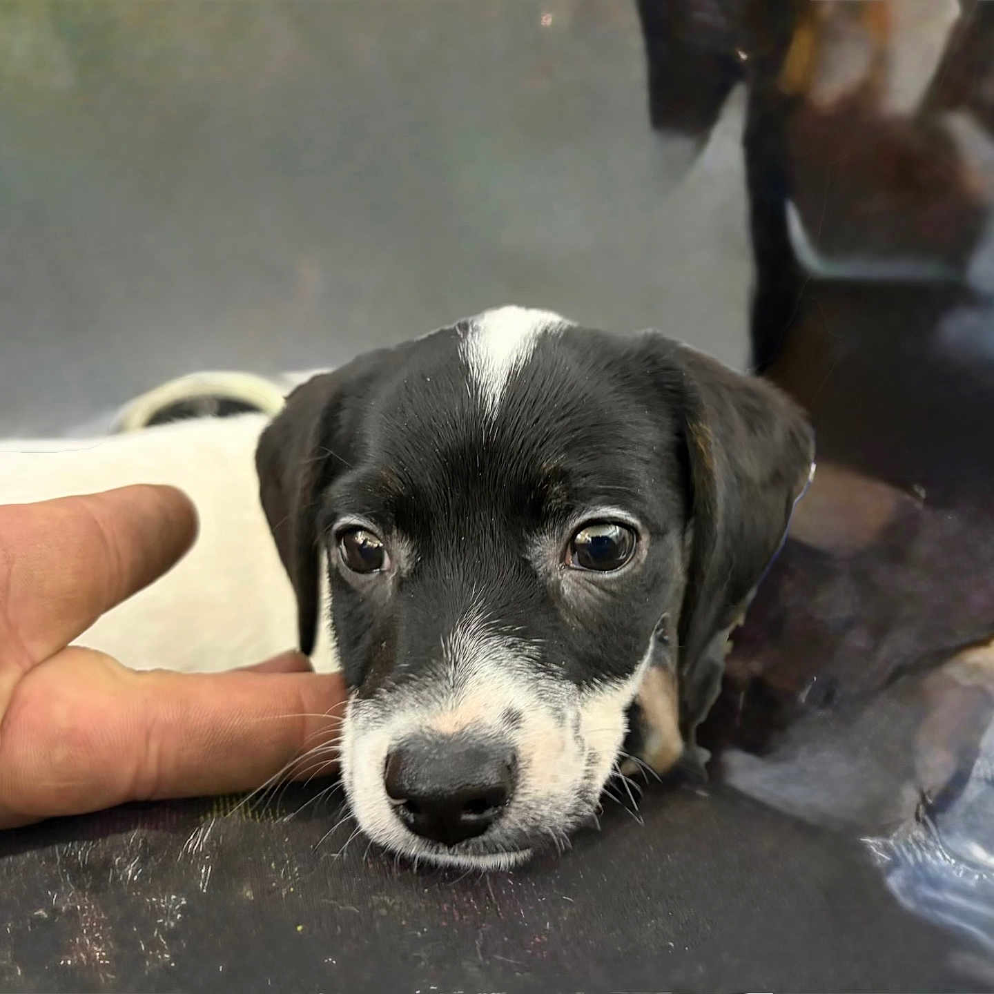 Daisy is registered to the contest to win money with this photo: adorable, animal, black_and_white, close_up, companion, cute, dog, eyes, face, friendship, fur, hand, indoor, pet, puppy, resting, snout, touch, whiskers, young