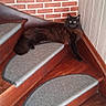 Urkan participe au concours pour gagner de l'argent avec cette photo : animal, black_cat, brick_wall, carpet, cat, corner, cozy, domestic_cat, feline, fluffy, home_interior, house, indoor, looking_at_camera, paneling, pet, relaxed, resting, stairs, wooden_stairs