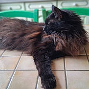 Urkan a rejoint le concours — aidez-le/la à gagner de superbes lots ! animal, black_cat, cat, cozy, domestic_animal, feline, fluffy_cat, fur, green_chair, household, indoor, kitchen, long_hair, natural_light, pet, quiet, relaxed, resting, table, tiles