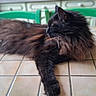 animal, black_cat, cat, cozy, domestic_animal, feline, fluffy_cat, fur, green_chair, household, indoor, kitchen, long_hair, natural_light, pet, quiet, relaxed, resting, table, tiles