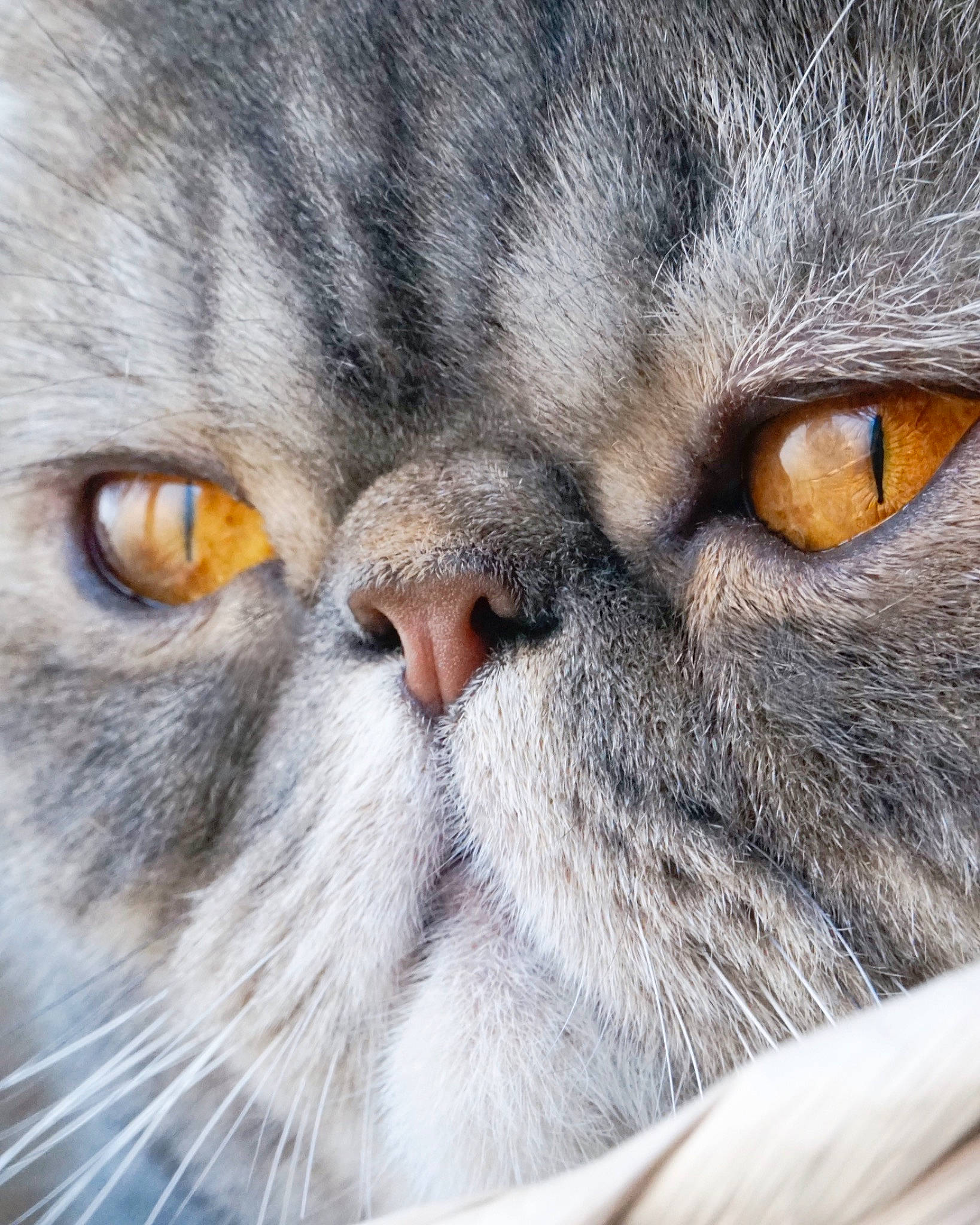 Wilbur is registered to the contest to win money with this photo: carnivore, cat, close_up, domestic_short_haired_cat, felidae, fur, grey, iris, small_to_medium_sized_cats, snout, terrestrial_animal, whiskers