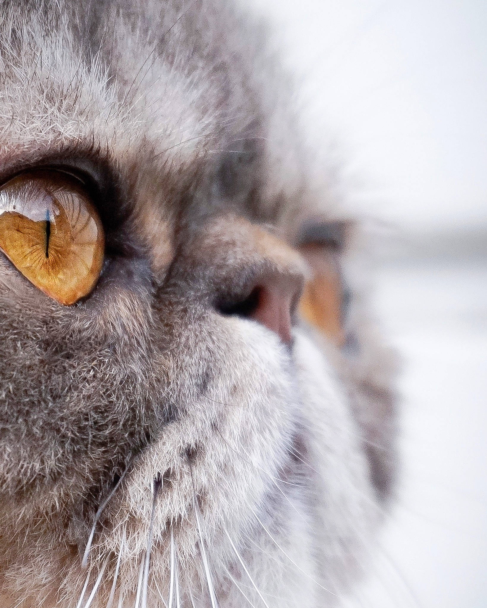 Wilbur joined the competition — help win amazing prizes! carnivore, cat, domestic_short_haired_cat, felidae, fur, macro_photography, small_to_medium_sized_cats, snout, terrestrial_animal, whiskers, wildlife, wrinkle