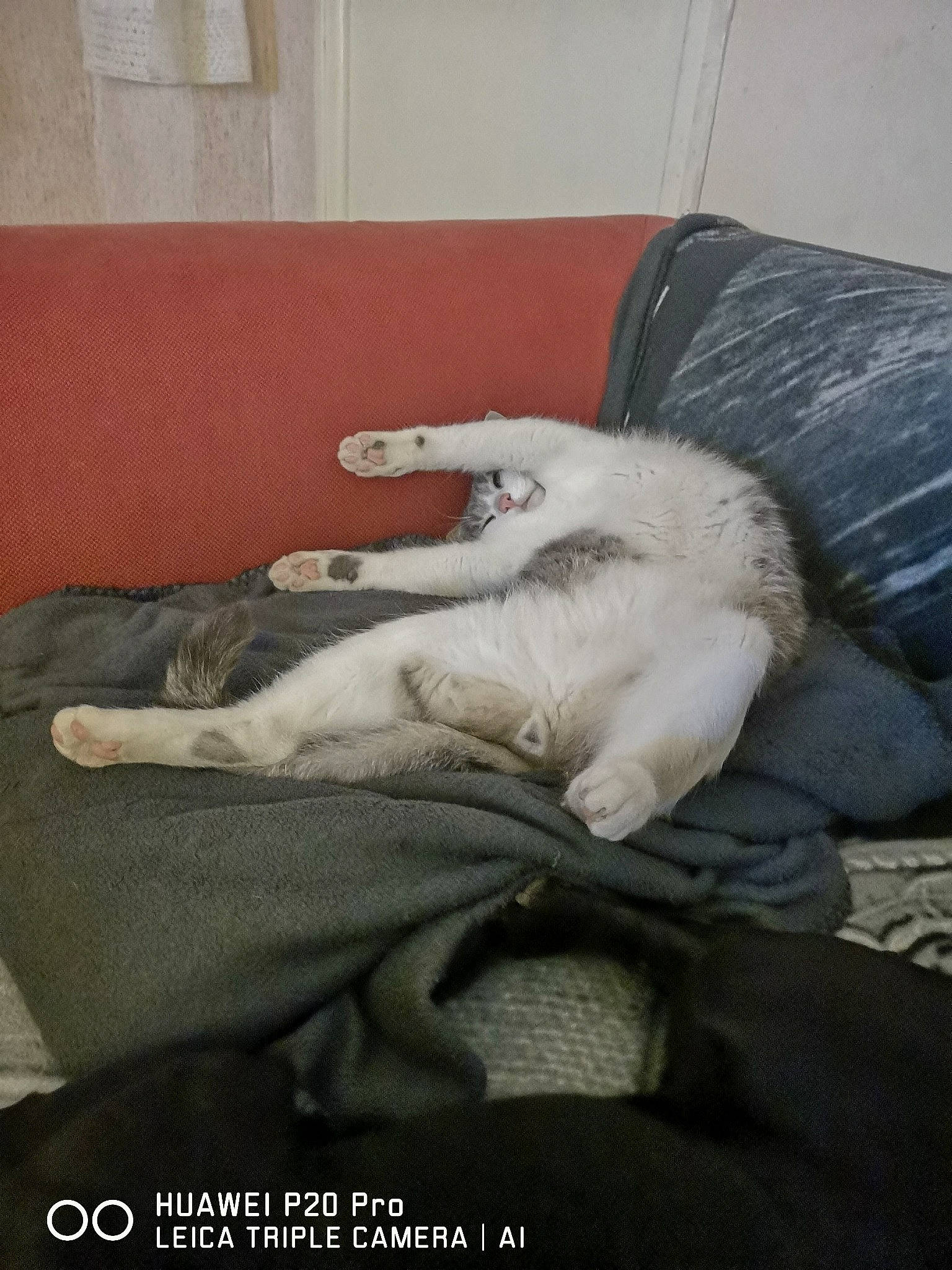 Cosmo participe au concours pour gagner de l'argent avec cette photo : canidae, carnivore, companion_dog, dog, dog_breed, guard_dog, leg, non_sporting_group, street_dog