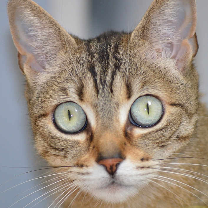 Moumouche
