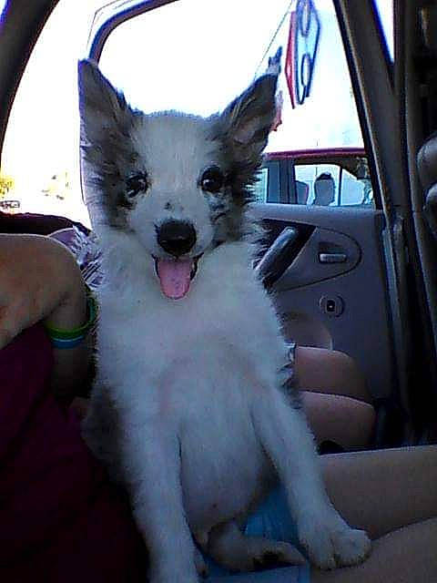 Toy participe au concours pour gagner de l&#x27;argent avec cette photo : berger_blanc_suisse, canidae, carnivore, companion_dog, dog, dog_breed, mammal, non_sporting_group, puppy, rare_breed_dog, vertebrate, whiskers