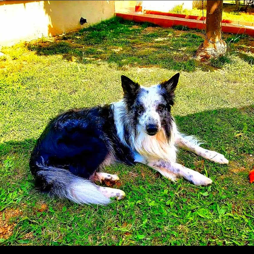 Toy participe au concours pour gagner de l'argent avec cette photo : animal, backyard, ball, canine, collie, dog, grass, husky, lawn, nature, outdoors, park, pet, plant, sport, tennis, tennisball, terrier, tree, yard