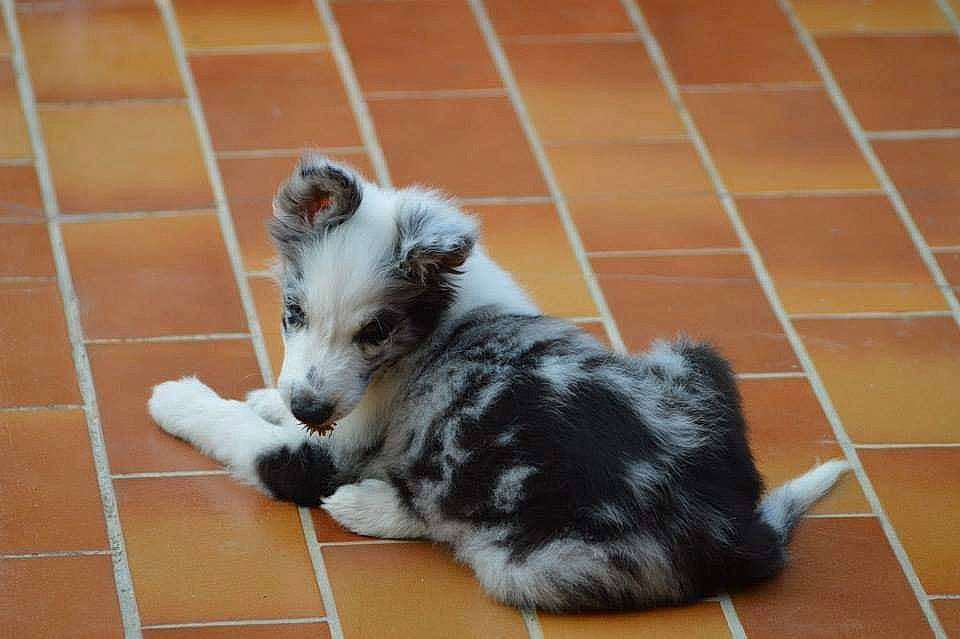 Toy participe au concours pour gagner de l&#x27;argent avec cette photo : australian_shepherd, border_collie, canidae, carnivore, companion_dog, dog, dog_breed, mammal, miniature_australian_shepherd, paw, puppy, sporting_group