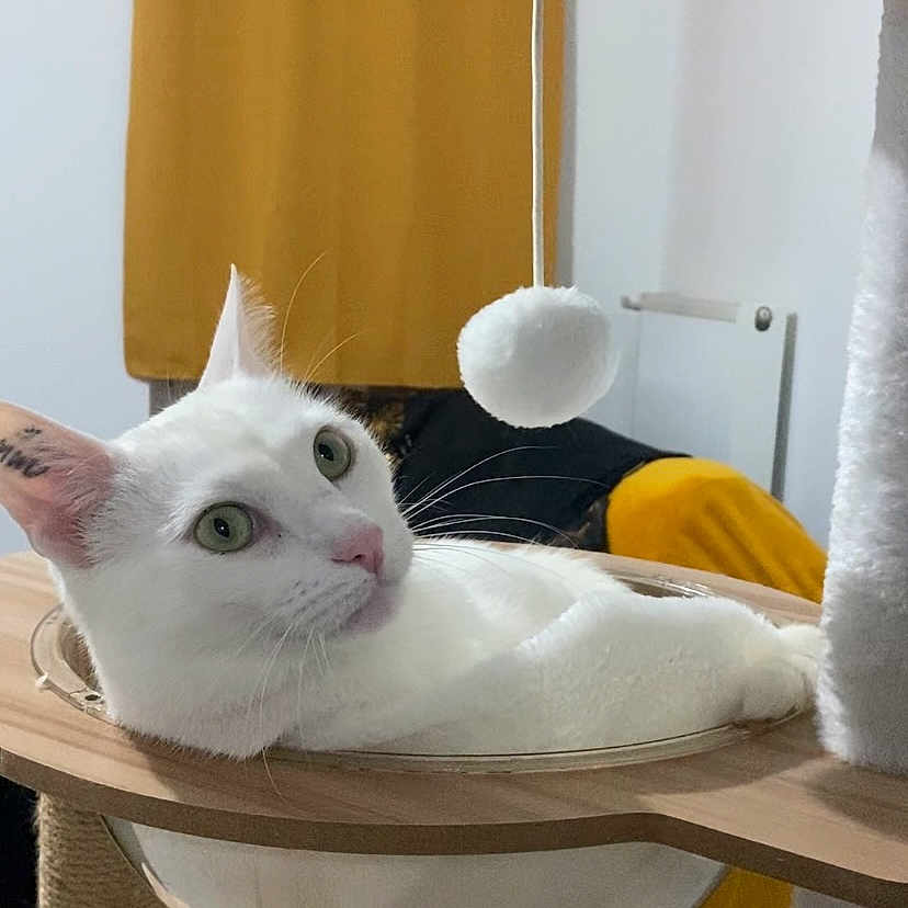 Guedzé participe au concours pour gagner de l'argent avec cette photo : cat, cat_tree, cozy, curious, curtain, ears, feline, fur, green_eyes, household, indoor, pet, pom_pom, relaxed, room, toy, transparent_bowl, whiskers, white_cat, wooden_structure