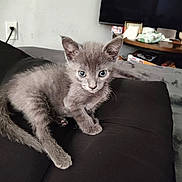 Blue joined the competition — help win amazing prizes! kitten, cat, gray_fur, blue_eyes, indoor, cushion, black_cushion, feline, pet, young_cat, curious, domestic_animal, living_room, television, household_items, fur, whiskers, ears, tail, cute