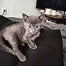 kitten, cat, gray_fur, blue_eyes, indoor, cushion, black_cushion, feline, pet, young_cat, curious, domestic_animal, living_room, television, household_items, fur, whiskers, ears, tail, cute