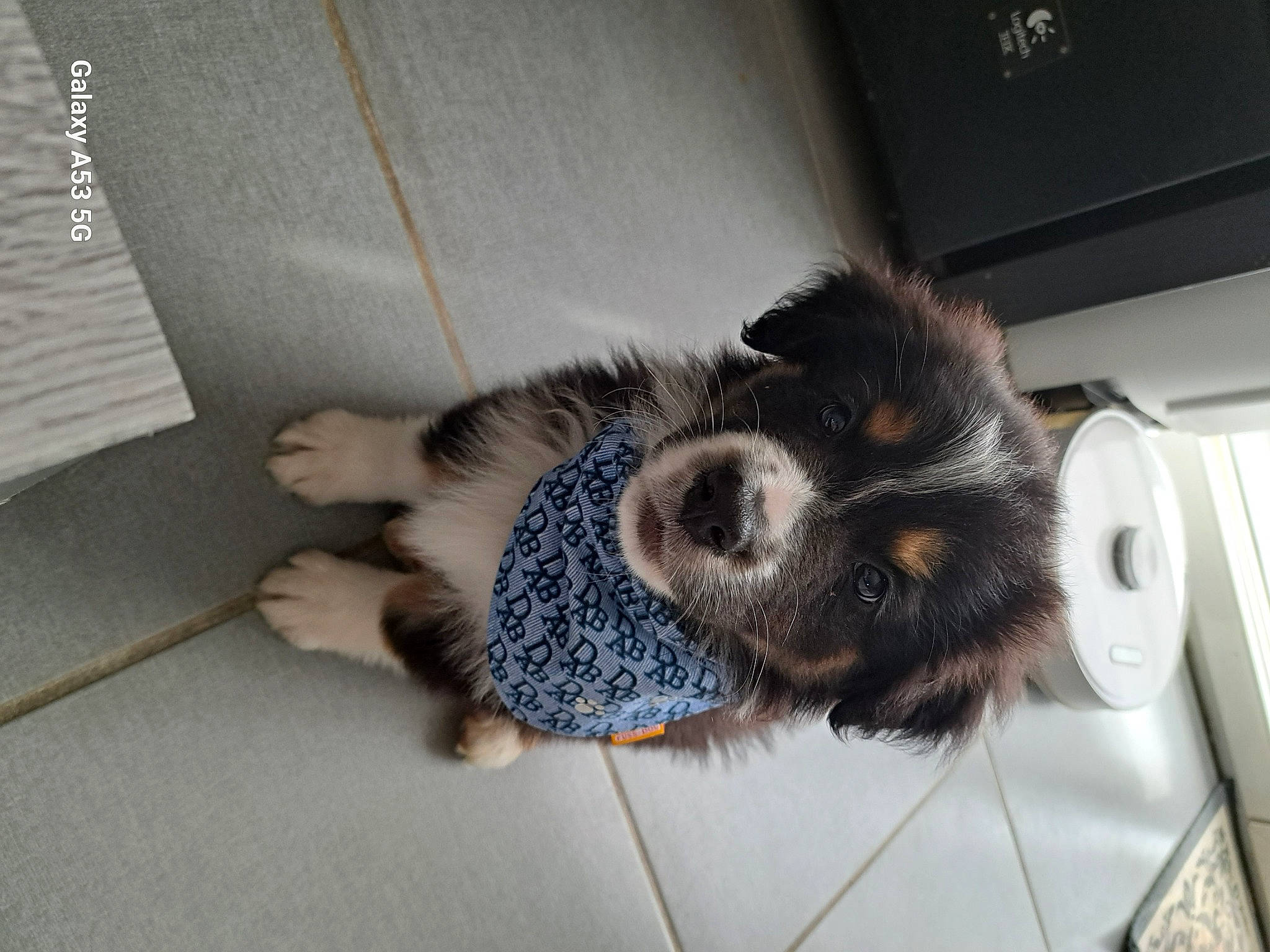 Harry participe au concours pour gagner de l'argent avec cette photo : canidae, carnivore, claw, comfort, companion_dog, dog, dog_breed, flooring, foot, fur, nap, paw, snout, sporting_group, tail, whiskers, working_animal