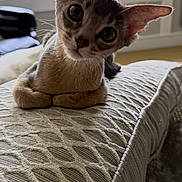 Aria joined the competition — help win amazing prizes! cat, indoor, cushion, curious, ears, feline, head_tilt, large_eyes, looking, mammal, pet, portrait, resting, soft_light, texture, window, young_cat, whiskers, closeup, cozy