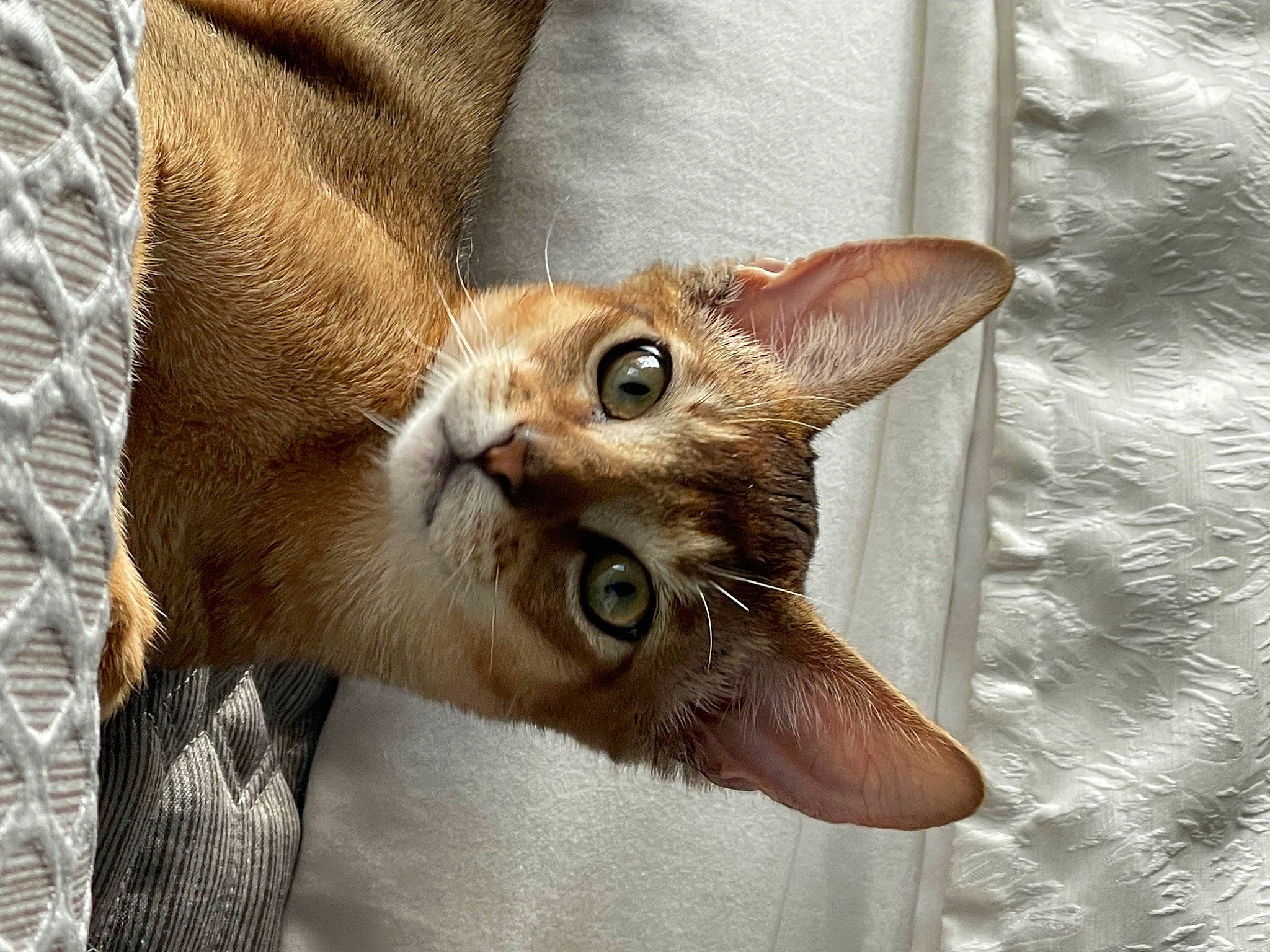 Abu joined the competition — help win amazing prizes! carnivore, cat, claw, close_up, domestic_short_haired_cat, fang, fawn, felidae, fur, paw, small_to_medium_sized_cats, snout, tail, terrestrial_animal, whiskers, wildlife, wood