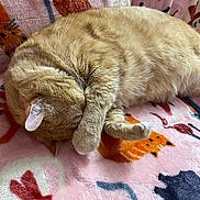 Frisky joined the competition — help win amazing prizes! animal, blanket, cartoon_cats, cat, covered_face, cozy, curled_up, cute, feline, fur, indoor, napping, orange_tabby, paw, pet, pink_blanket, relaxed, resting, sleeping, soft