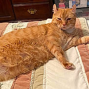 Frisky joined the competition — help win amazing prizes! cat, orange_tabby, pet, feline, indoor, bedroom, quilt, furniture, wooden_drawer, storage_container, carpet, relaxed, lying_down, paw, whiskers, fur, cute, sleepy, domestic_animal, cozy